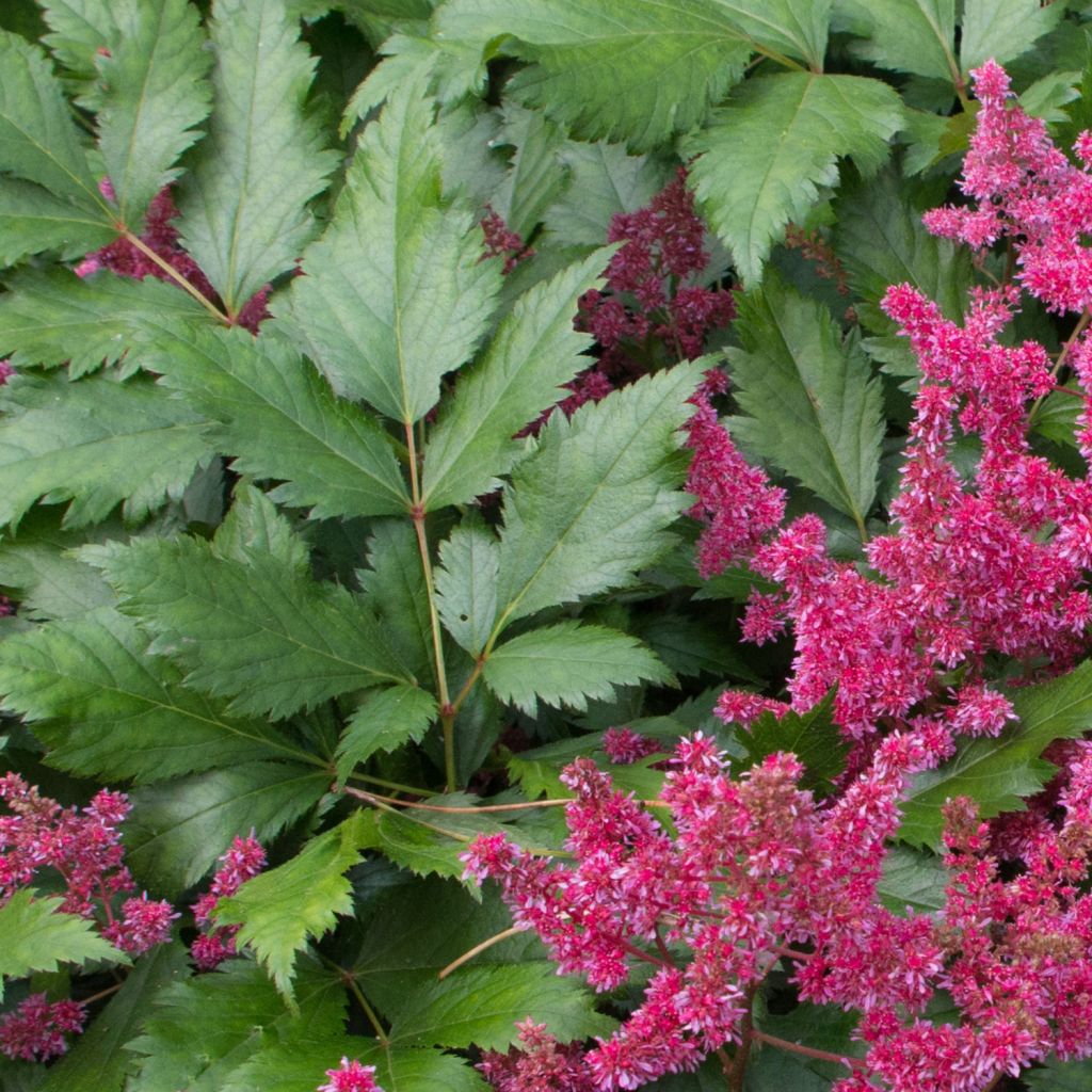 Astilbe japonica Red Sentinel - Prachtspiere