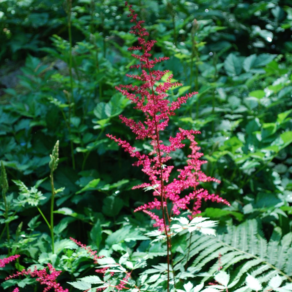 Astilbe japonica Vesuvius - Prachtspiere