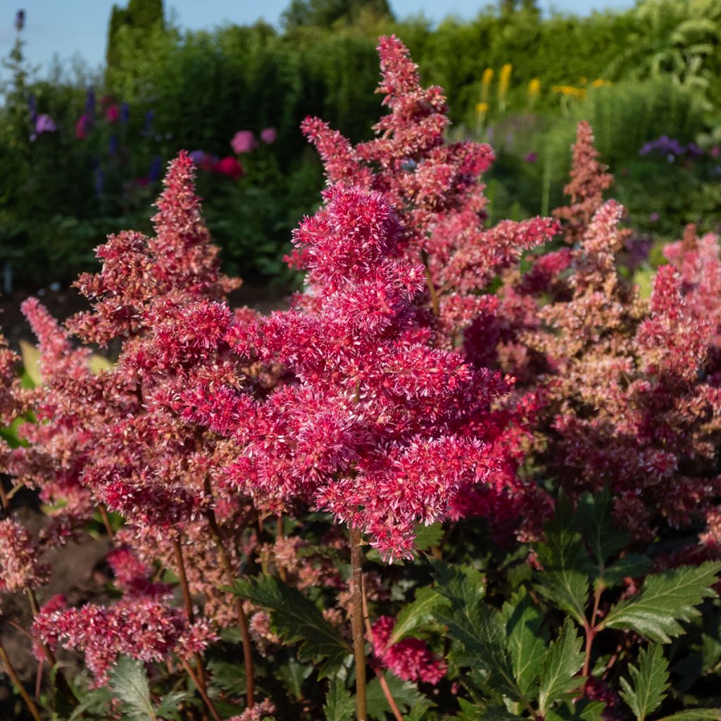 Astilbe japonica Vesuvius - Prachtspiere