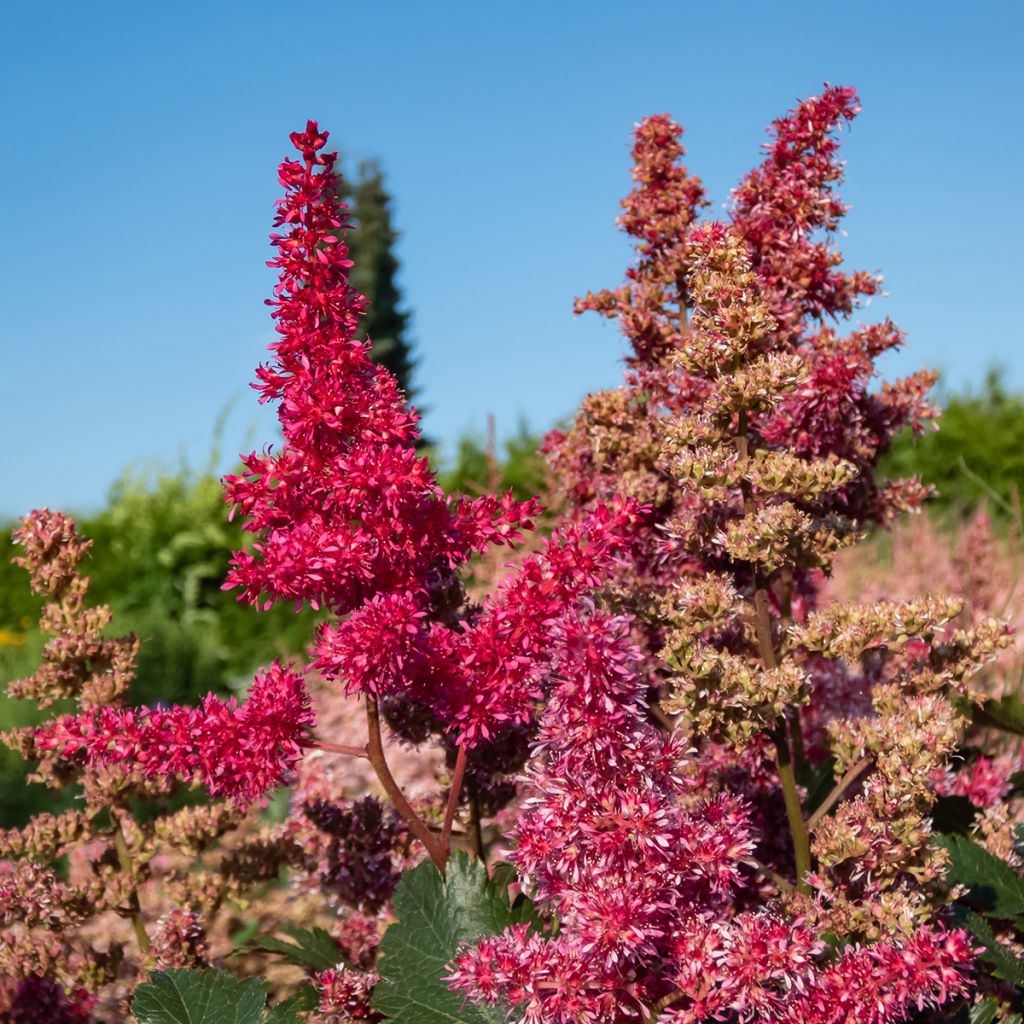 Astilbe japonica Vesuvius - Prachtspiere