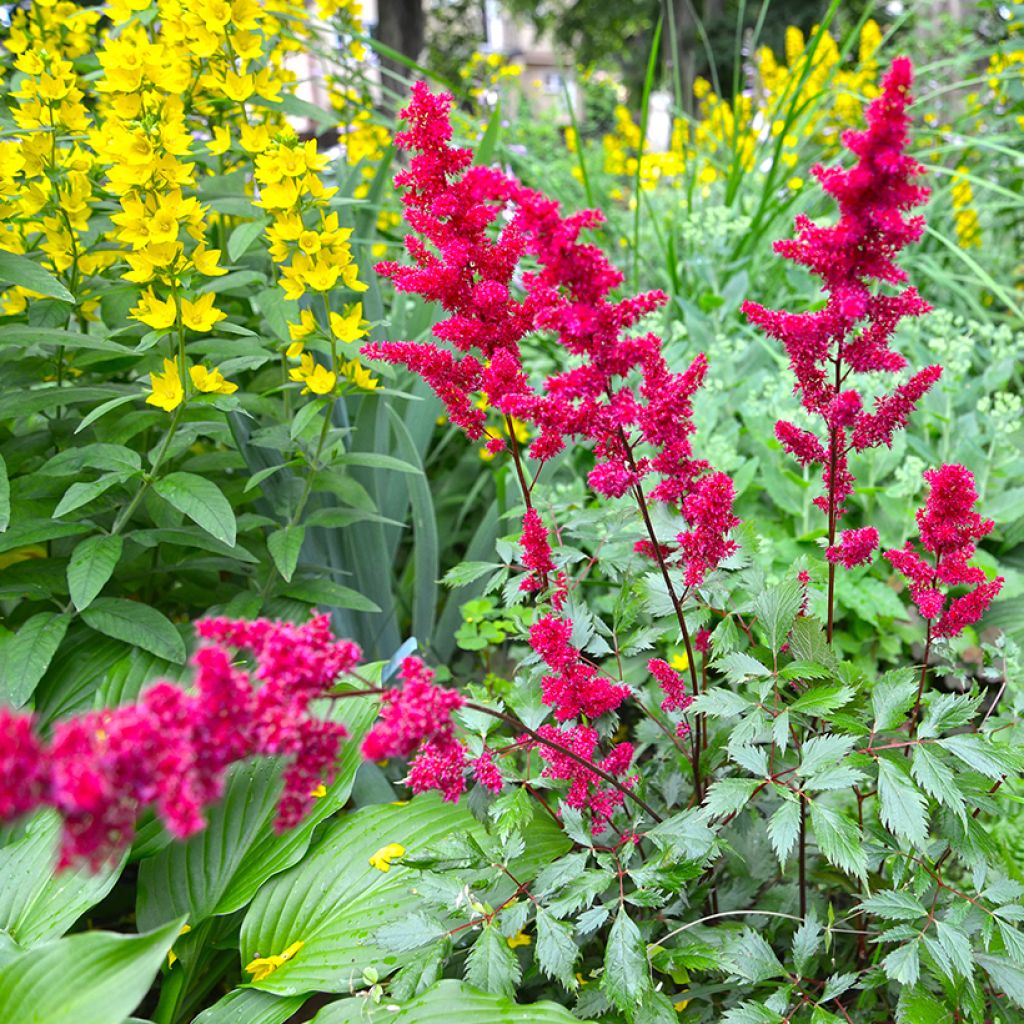 Astilbe japonica Vesuvius - Prachtspiere