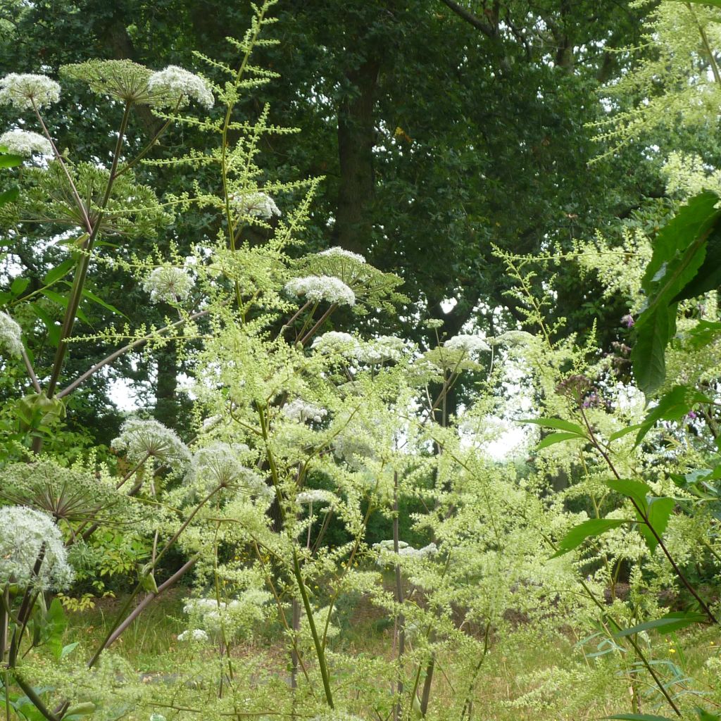 Astilbe rivularis