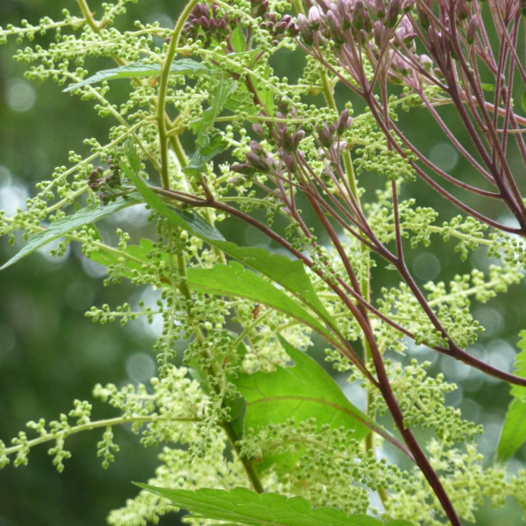 Astilbe rivularis