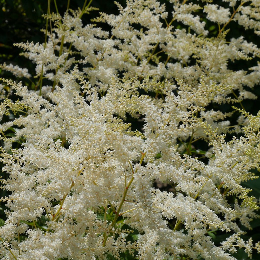 Astilbe simplicifolia Darwin s Snow Sprite - Prachtspiere