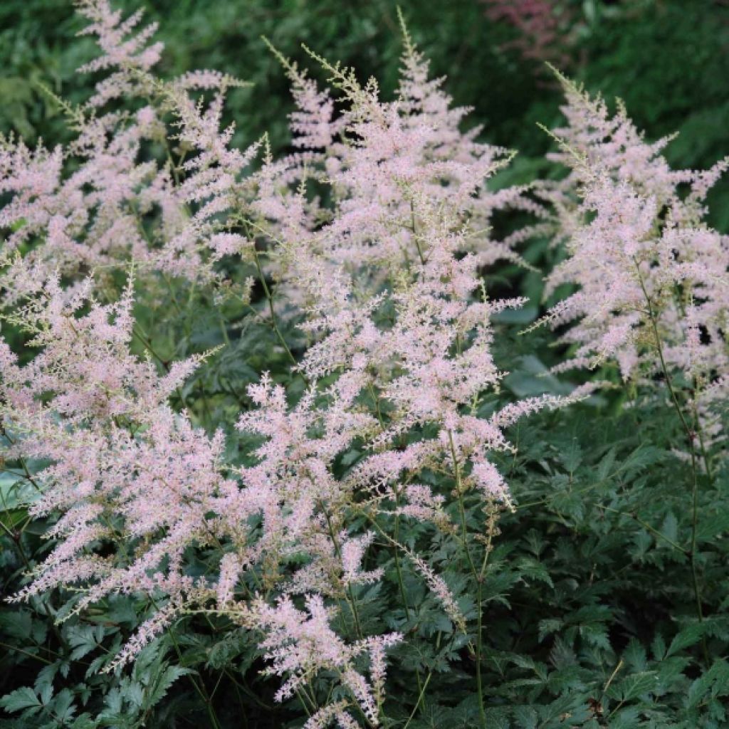 Astilbe simplicifolia Hennie Graafland - Prachtspiere