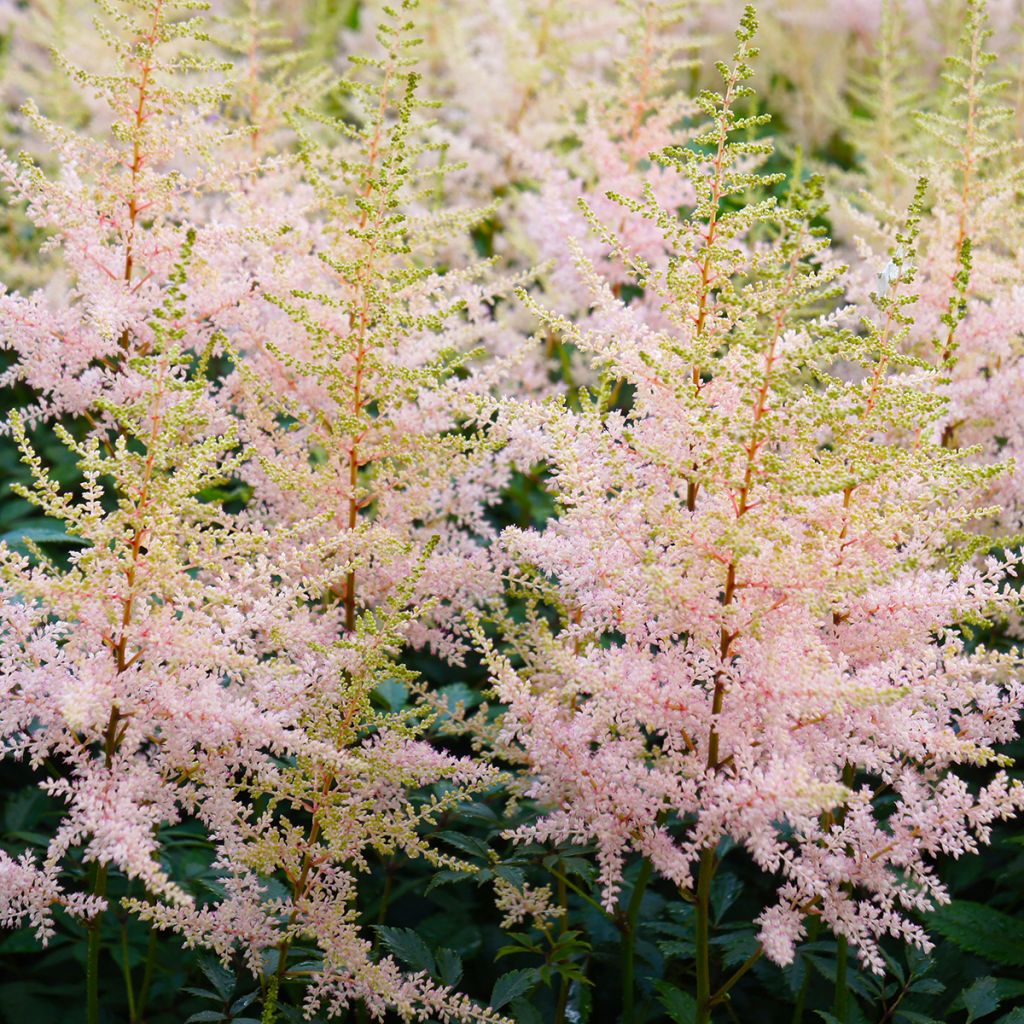 Astilbe simplicifolia Hennie Graafland - Prachtspiere