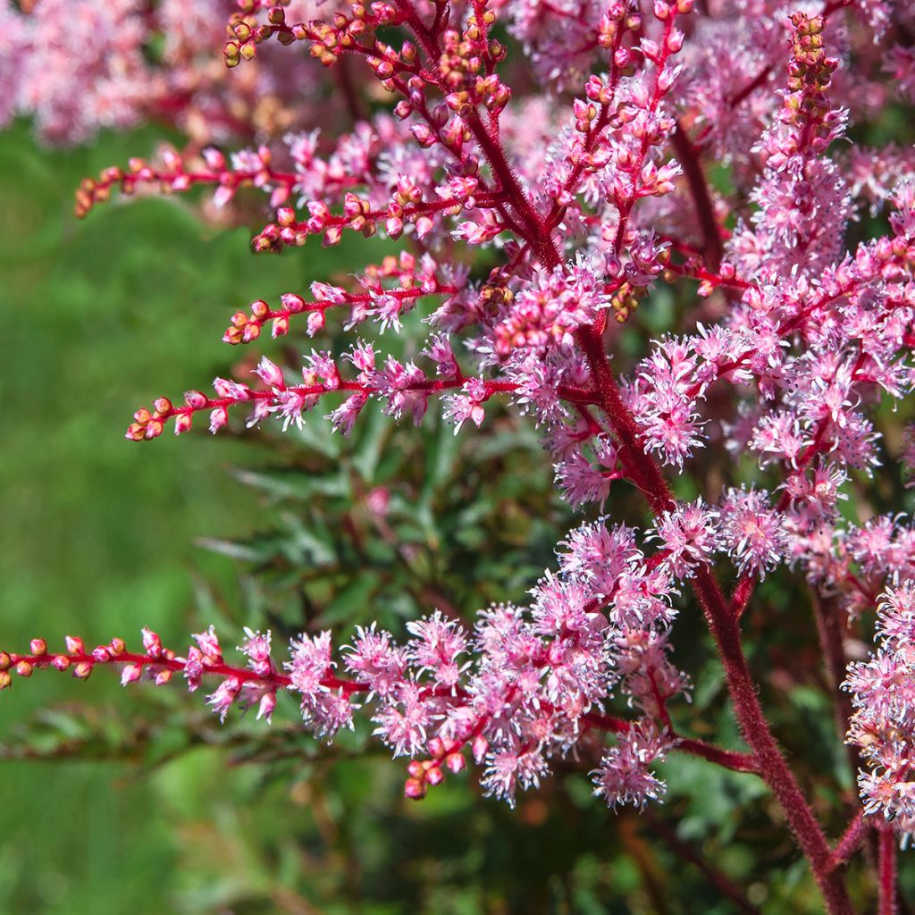 Astilbe simplicifolia Key West - Prachtspiere