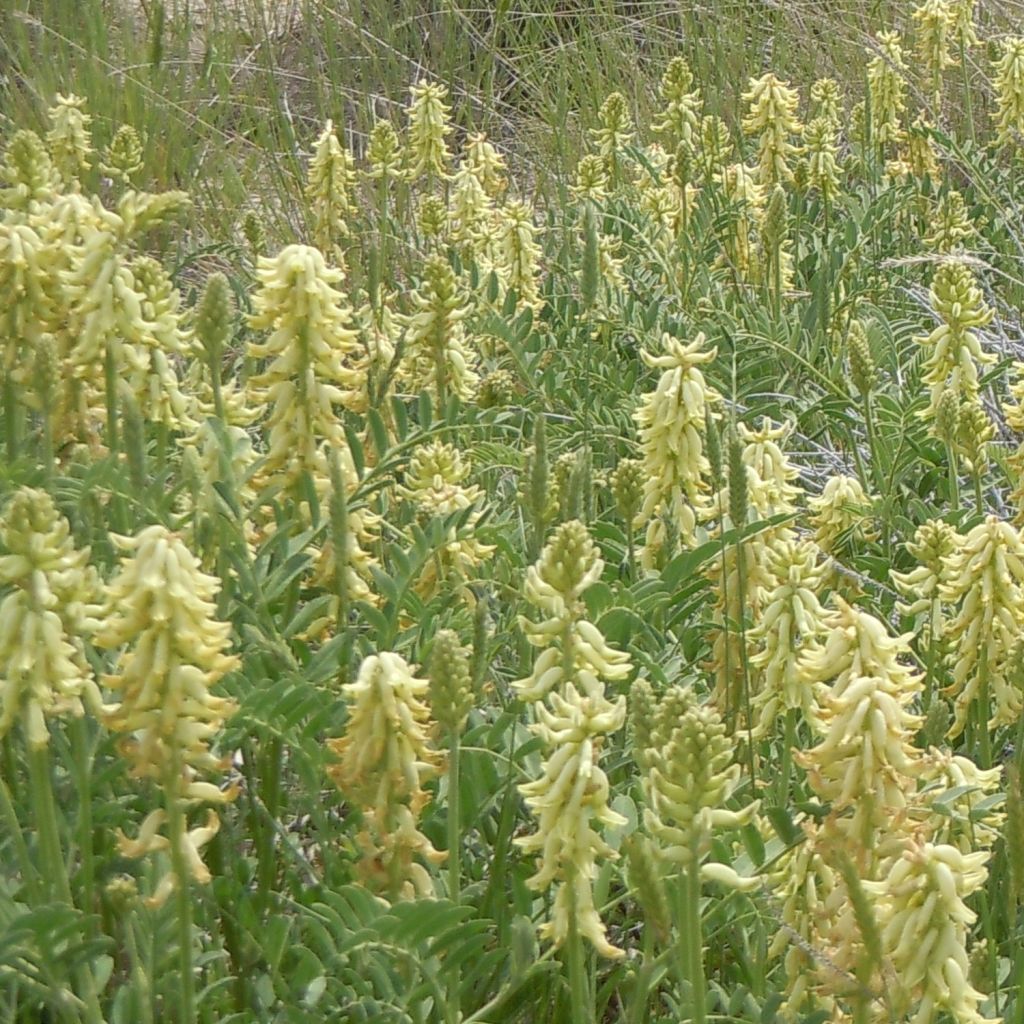 Astragalus canadensis