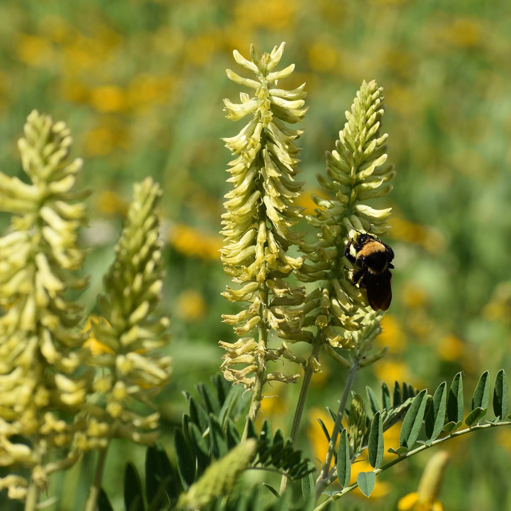 Astragalus canadensis - Kanadisches Milchkraut