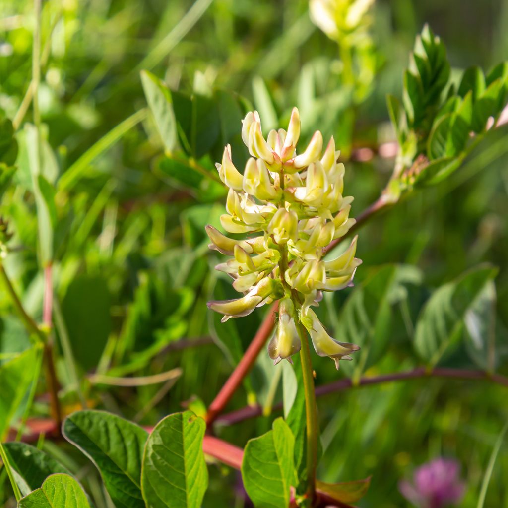 Astragalus glycyphyllos - Süßer Tragant