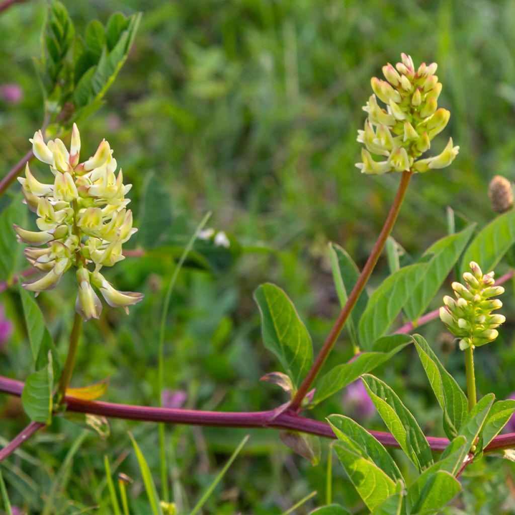 Astragalus glycyphyllos - Süßer Tragant