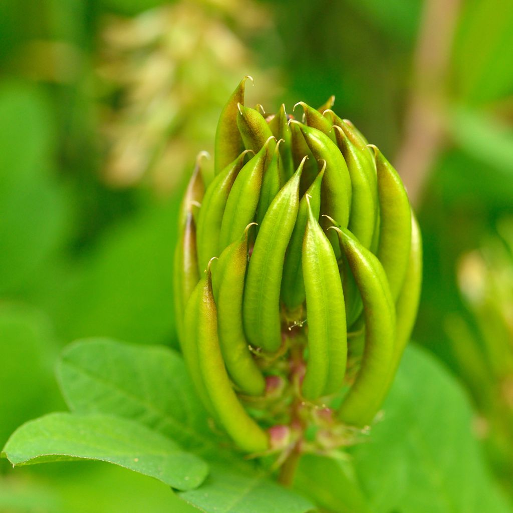 Astragalus glycyphyllos - Süßer Tragant