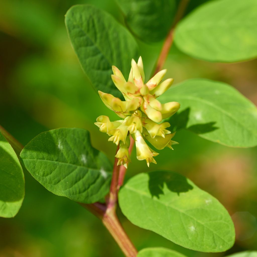 Astragalus glycyphyllos - Süßer Tragant