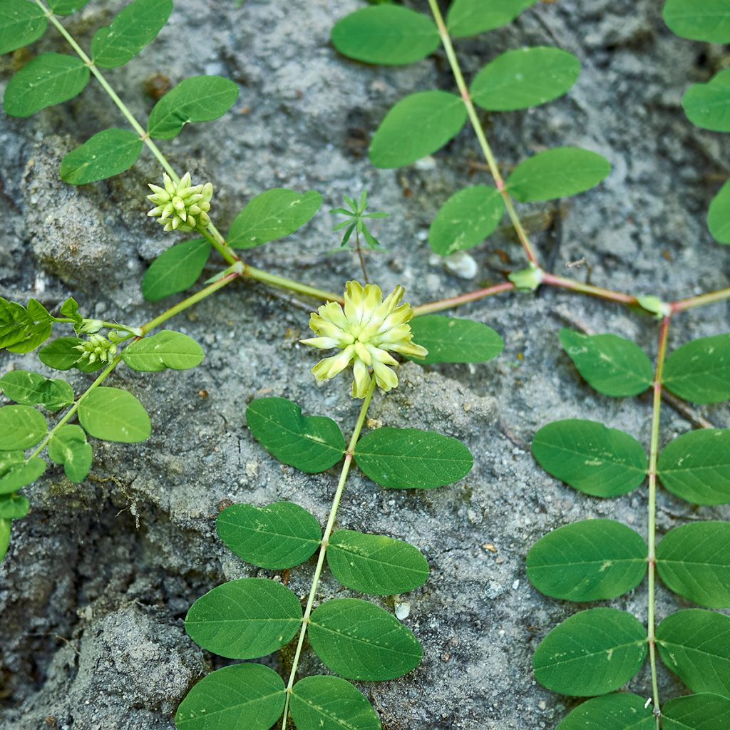 Astragalus glycyphyllos - Süßer Tragant