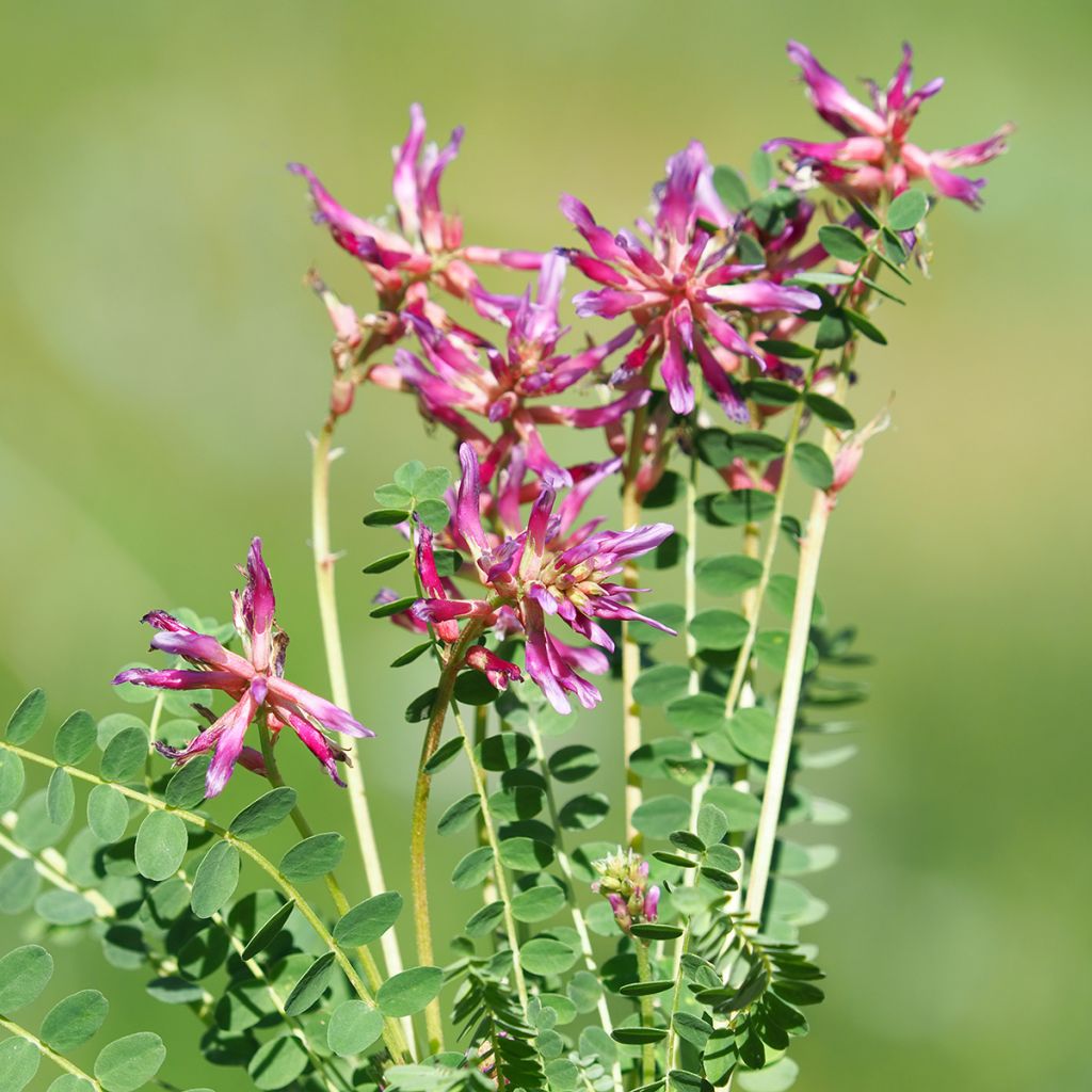 Astragalus monspessulanus - Französischer Tragant