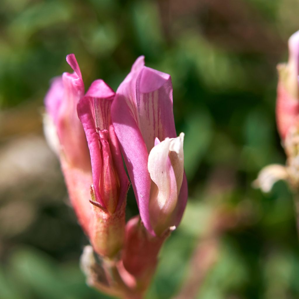 Astragalus monspessulanus - Französischer Tragant