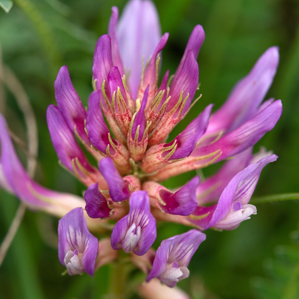 Astragalus monspessulanus - Französischer Tragant