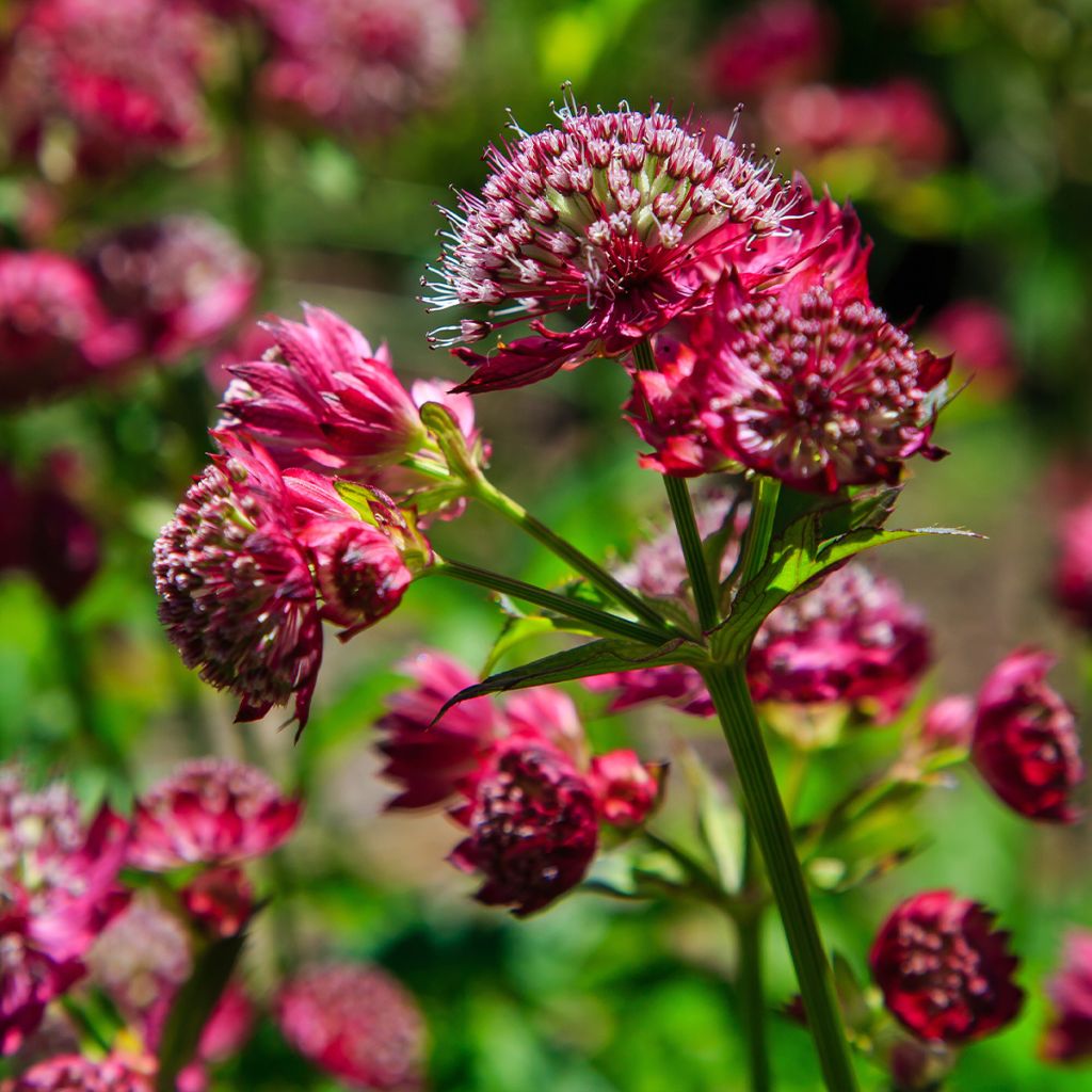 Astrantia Star of Love - Sterndolde