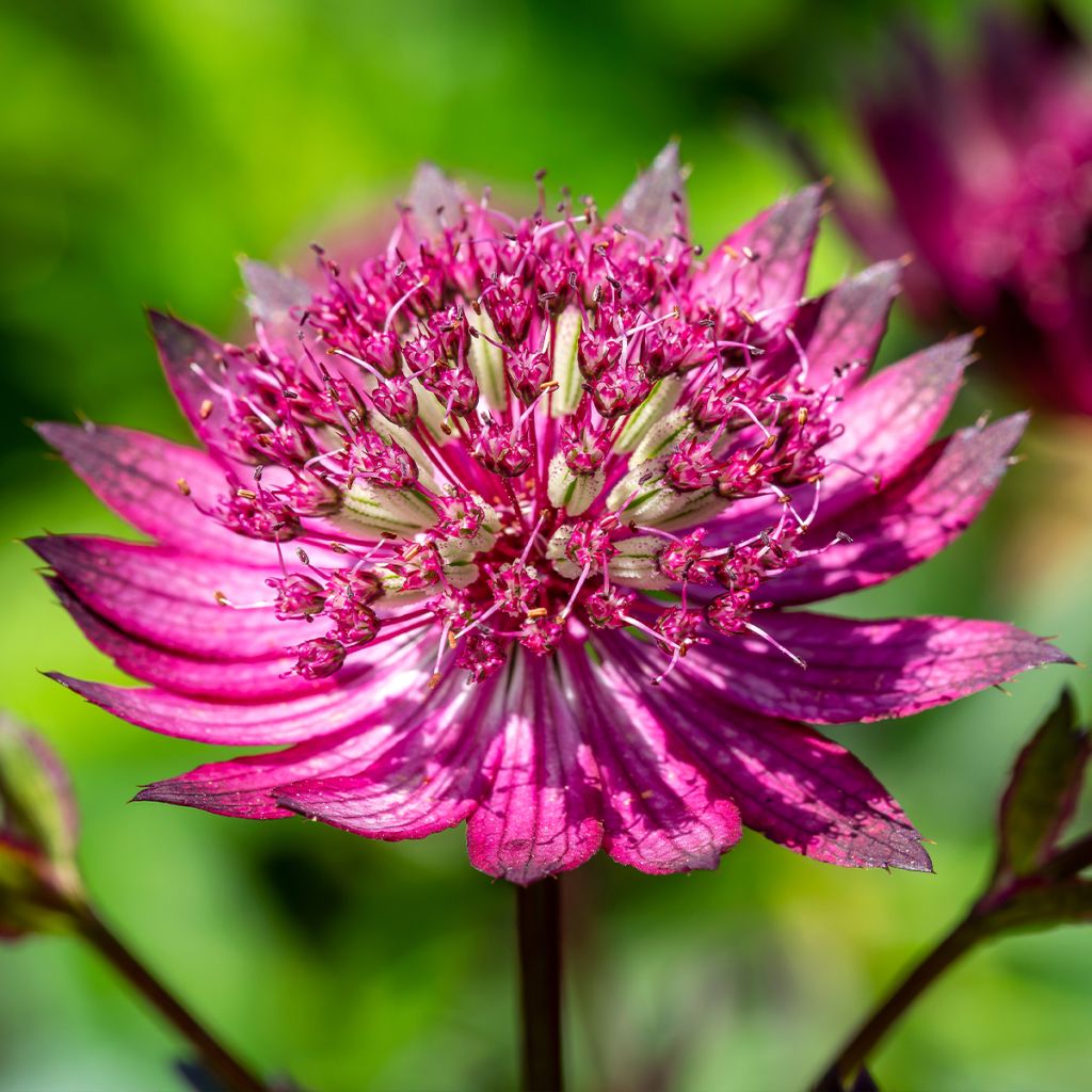 Astrantia Star of Love - Sterndolde