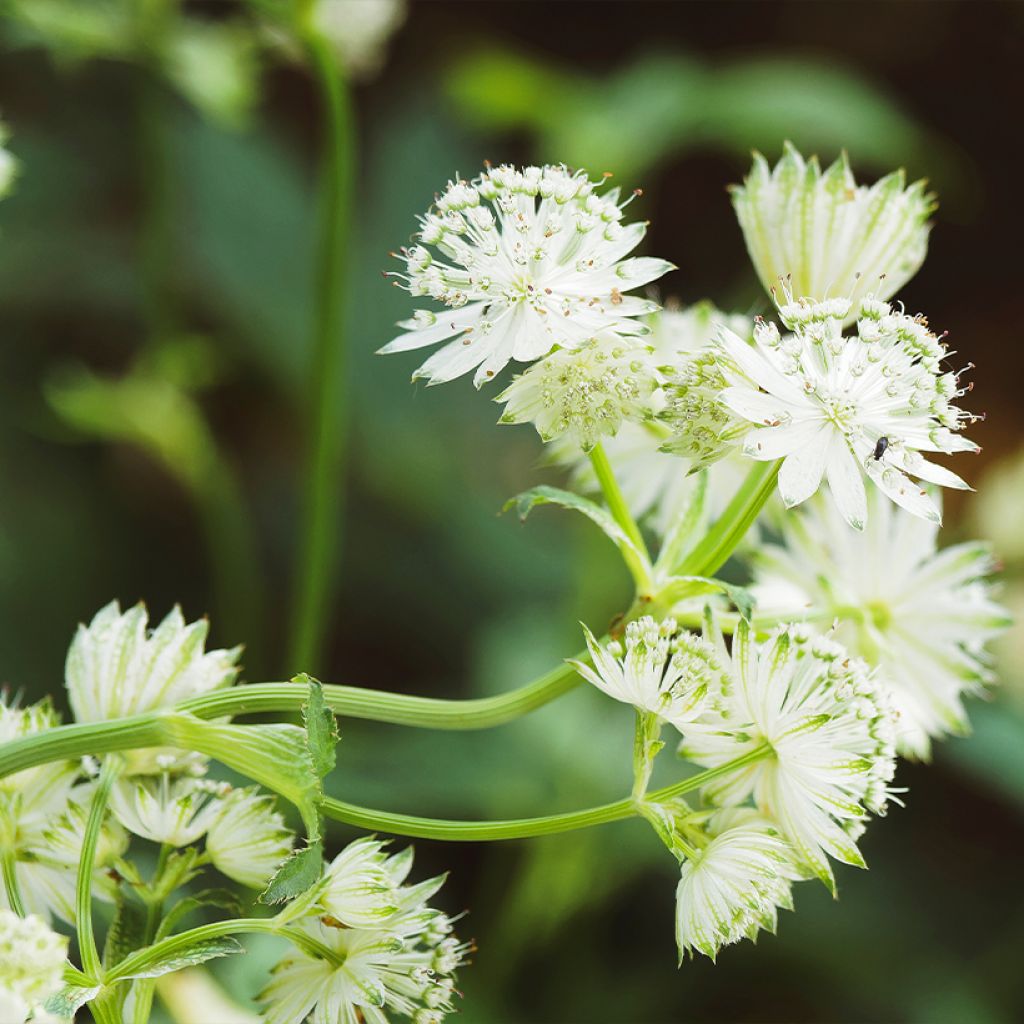 Astrantia major Alba - Sterndolde