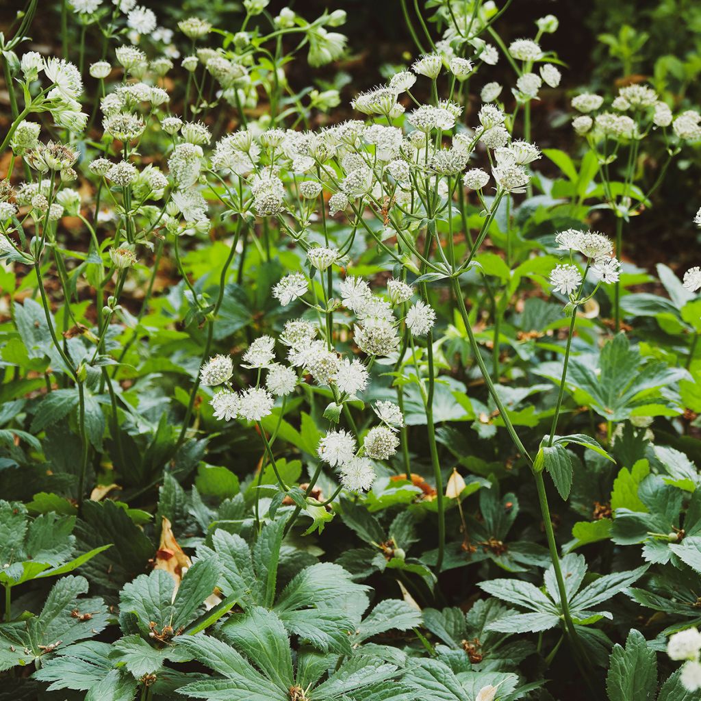 Astrantia major Alba - Sterndolde