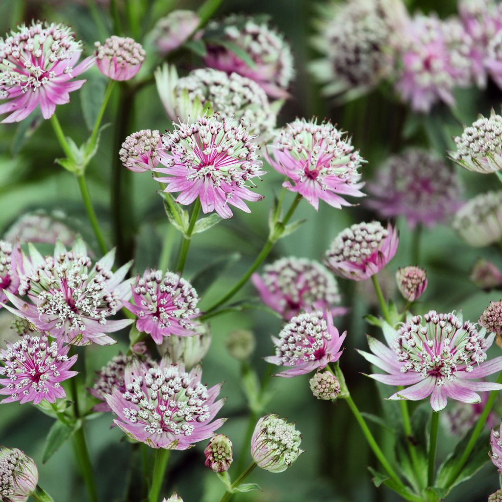 Astrantia Buckland - Sterndolde