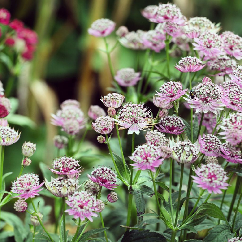 Astrantia Buckland - Sterndolde