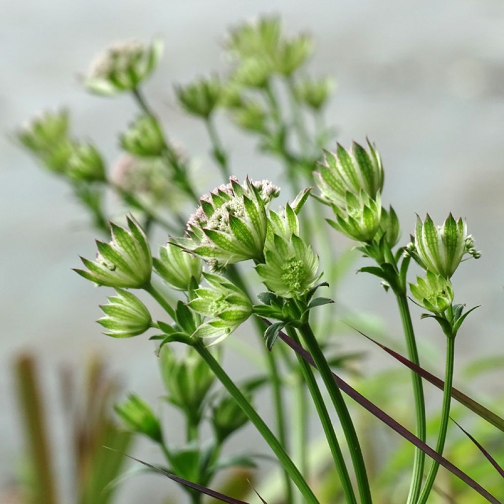 Astrance - Astrantia major Buckland