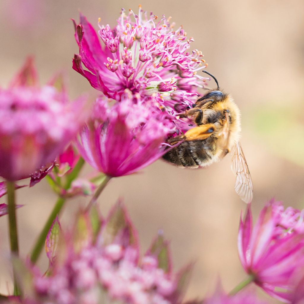 Astrantia Claret - Sterndolde