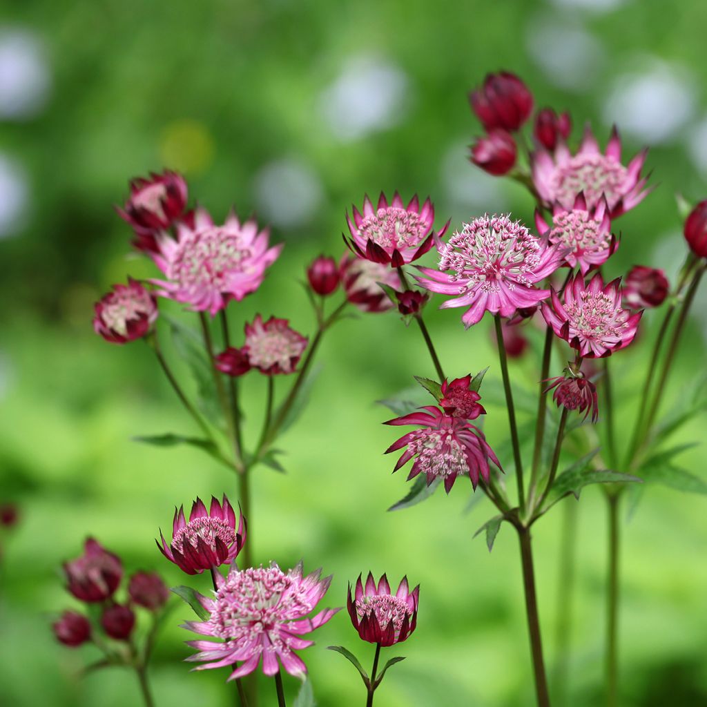 Astrantia Claret - Sterndolde