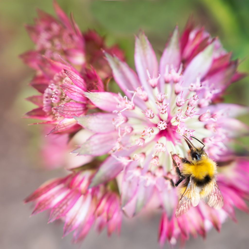 Astrantia Claret - Sterndolde