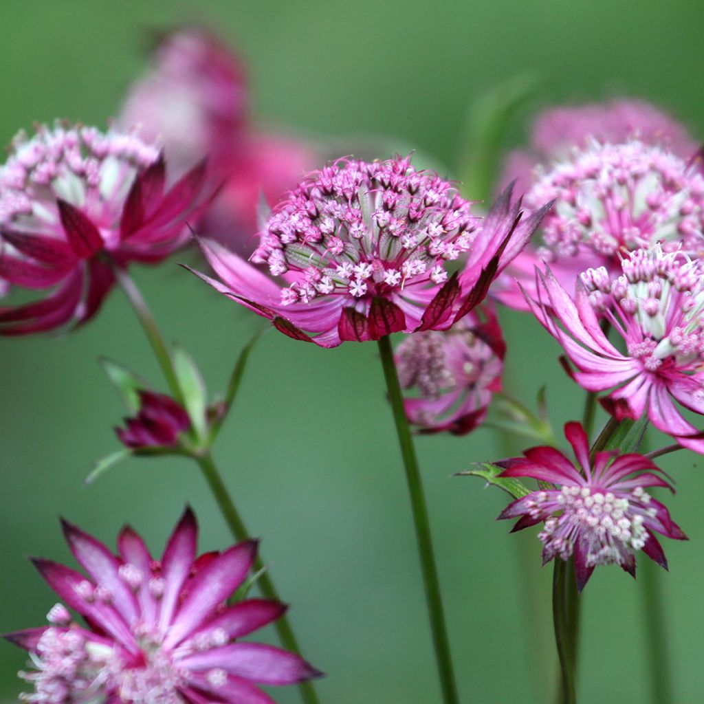 Astrantia Claret - Sterndolde