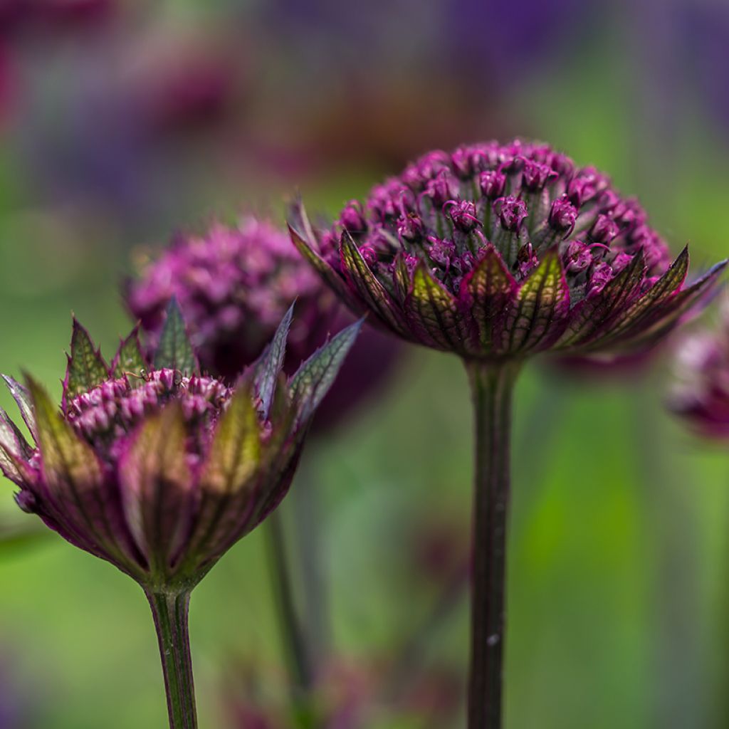 Astrantia Hadspen Blood - Sterndolde