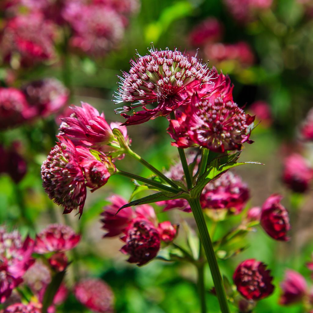 Astrantia Lars - Sterndolde