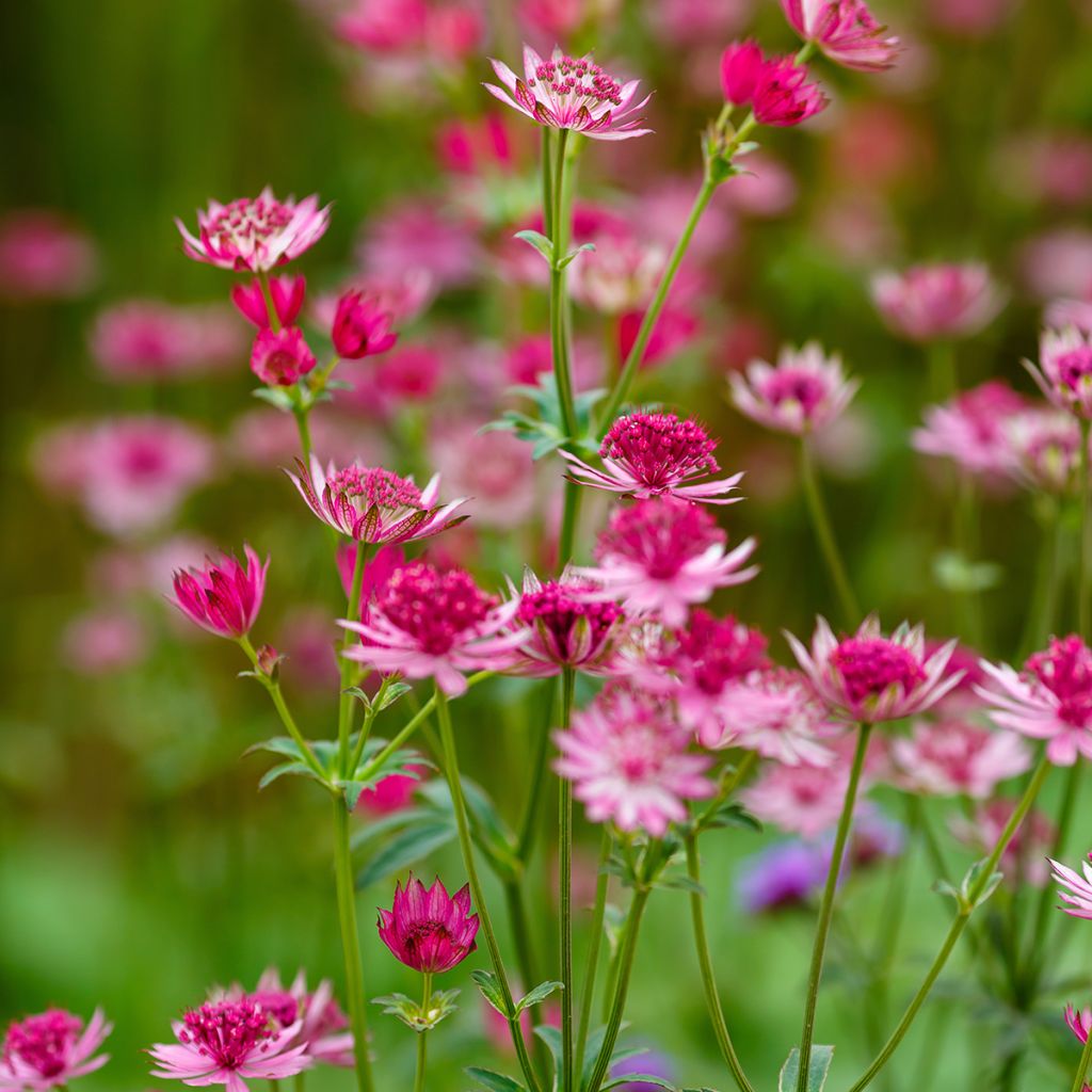 Astrantia Lars - Sterndolde