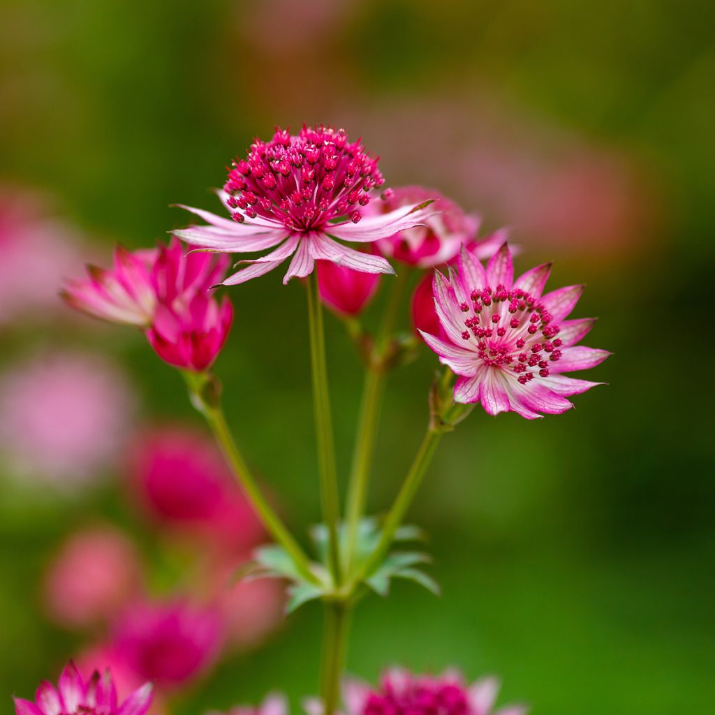 Astrantia Lars - Sterndolde