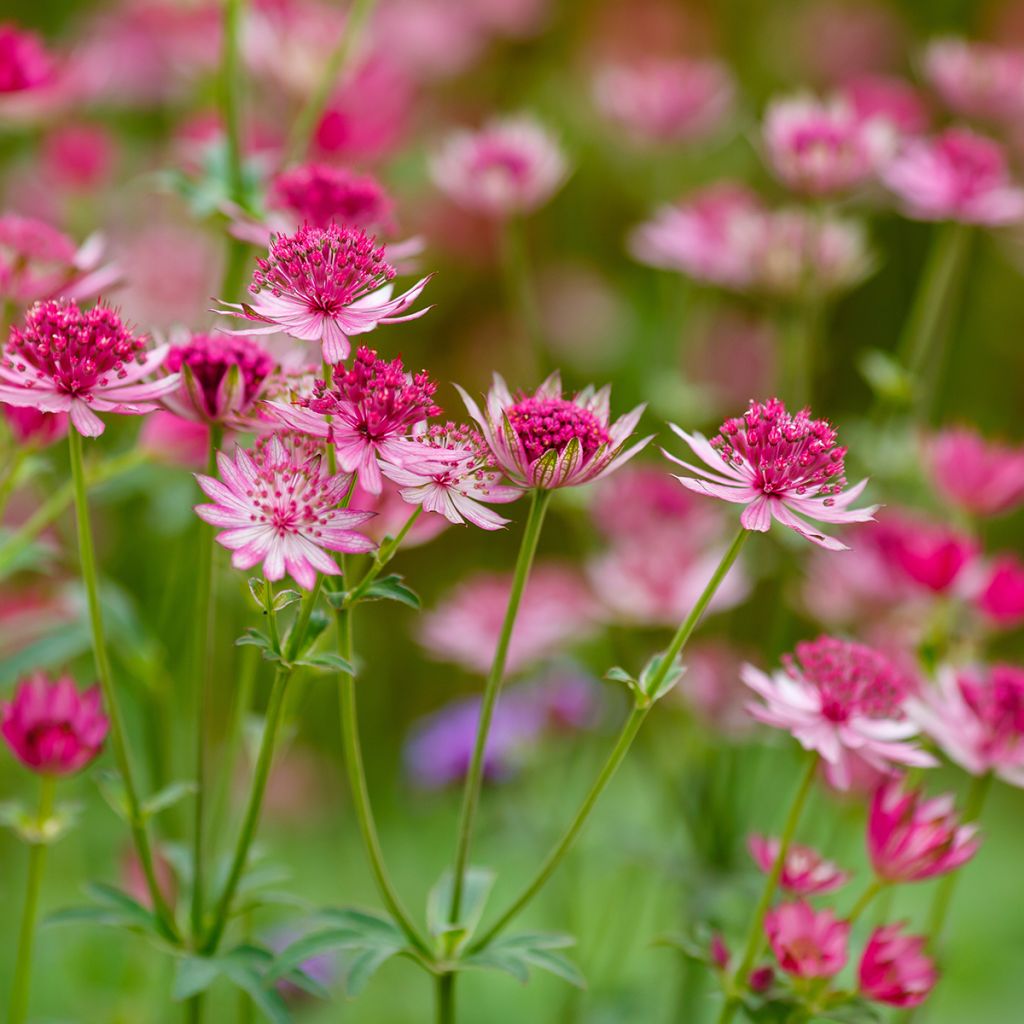 Astrantia Lars - Sterndolde