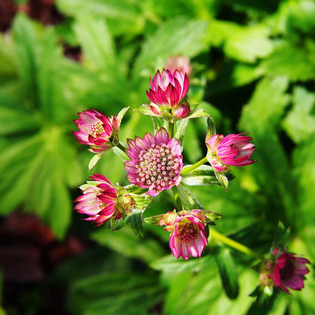 Astrantia Lars - Sterndolde