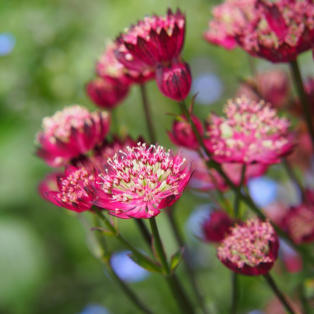 Astrantia Moulin Rouge - Sterndolde