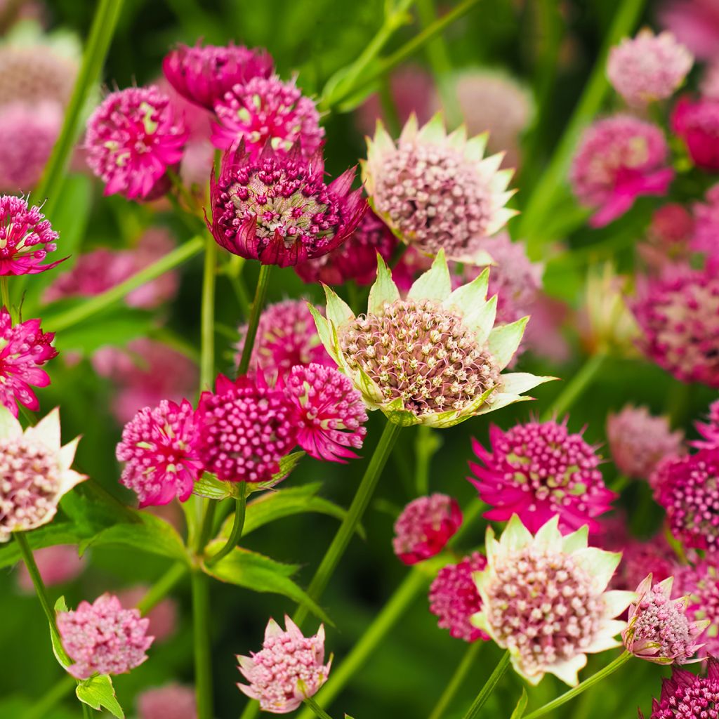 Astrantia Moulin Rouge - Sterndolde