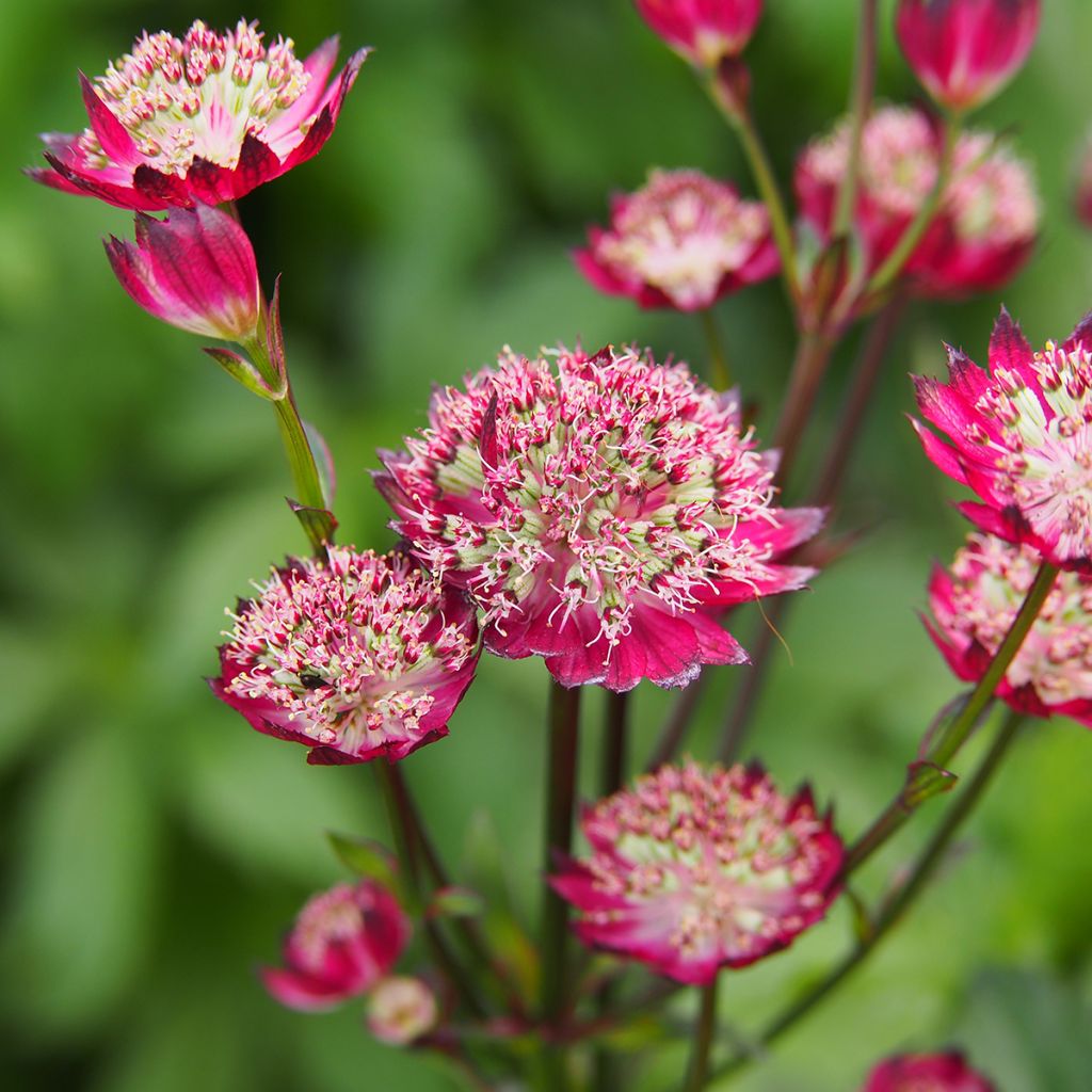 Astrantia Moulin Rouge - Sterndolde