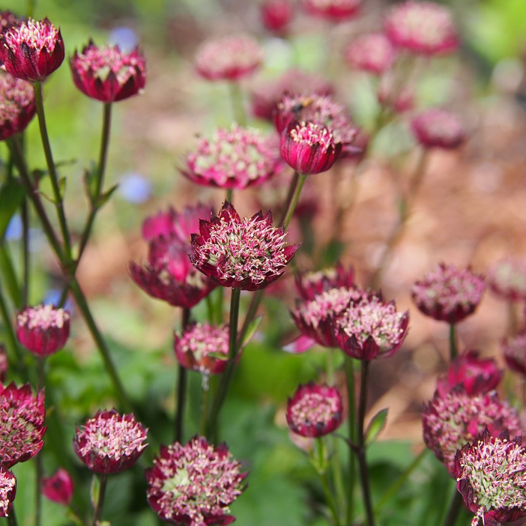 Astrantia Moulin Rouge - Sterndolde