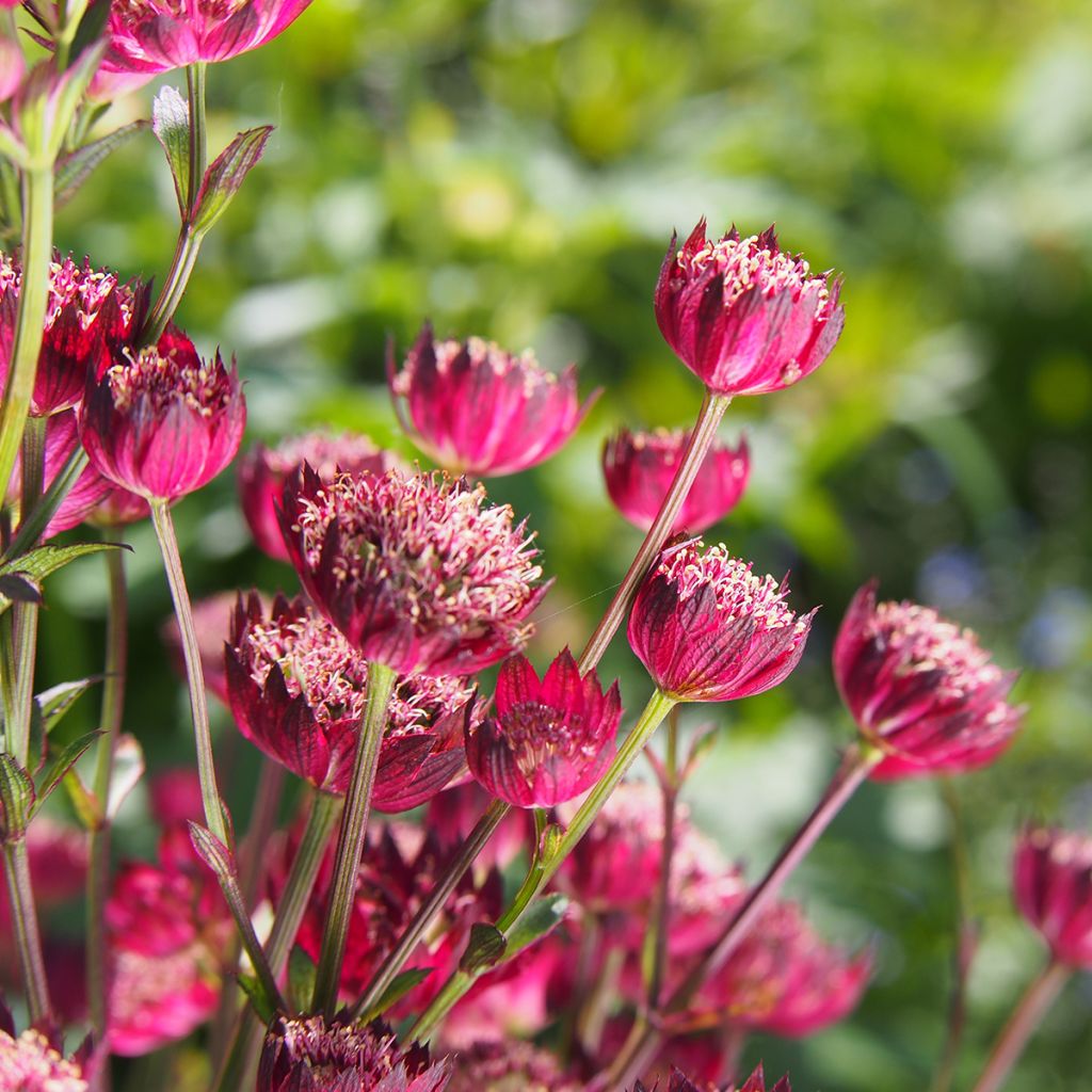 Astrantia Moulin Rouge - Sterndolde