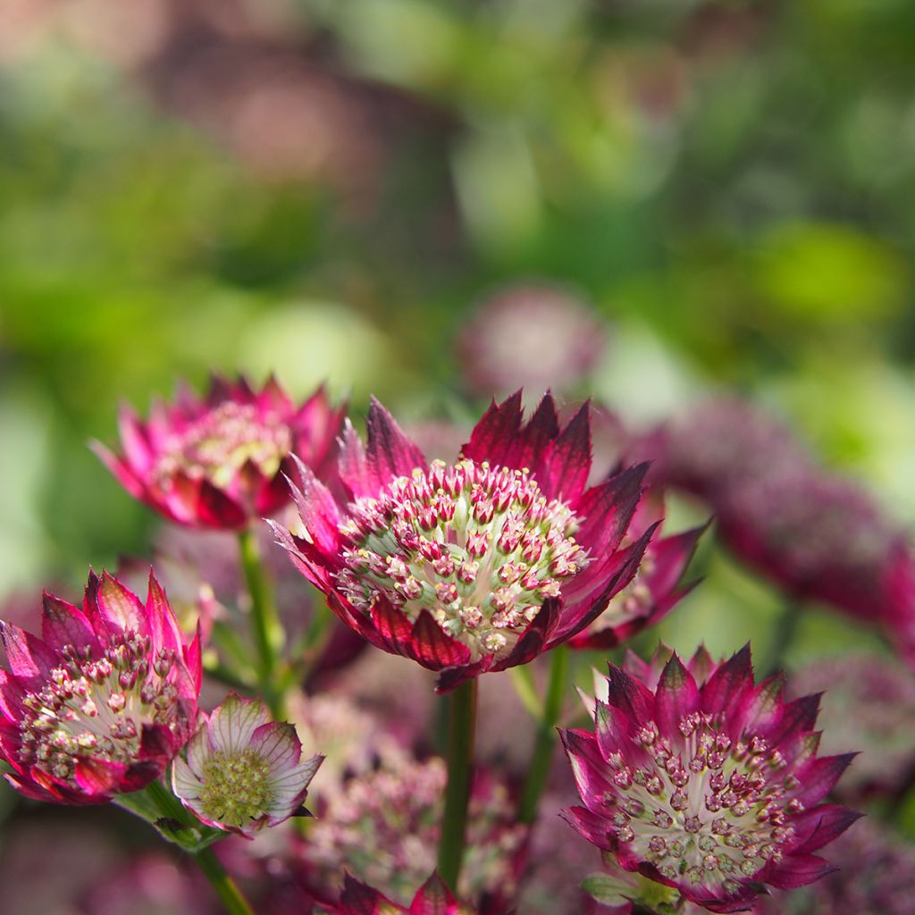 Astrantia Moulin Rouge - Sterndolde