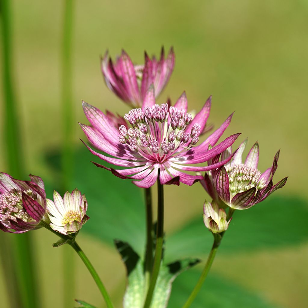 Astrantia Primadonna - Sterndolde