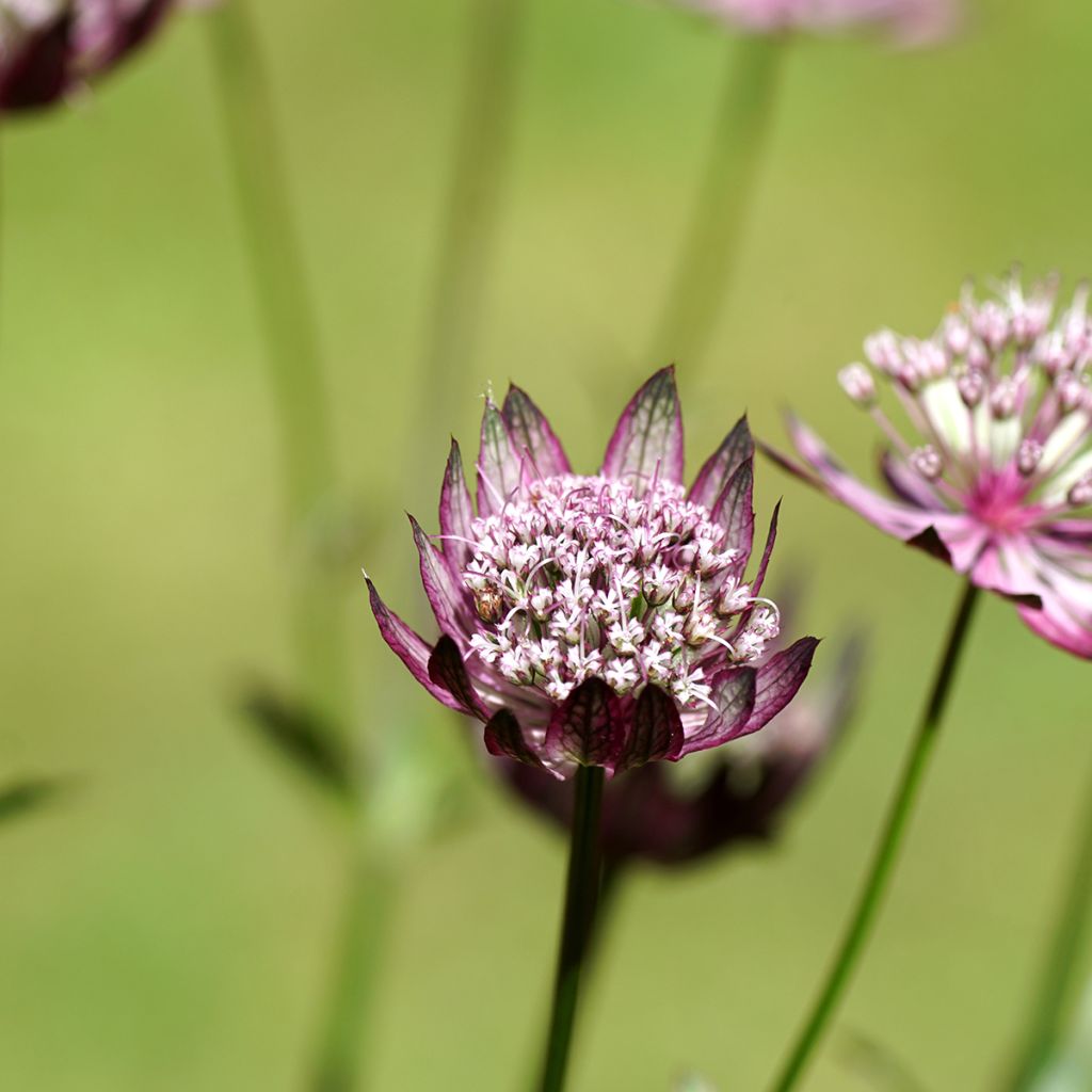 Astrantia Primadonna - Sterndolde