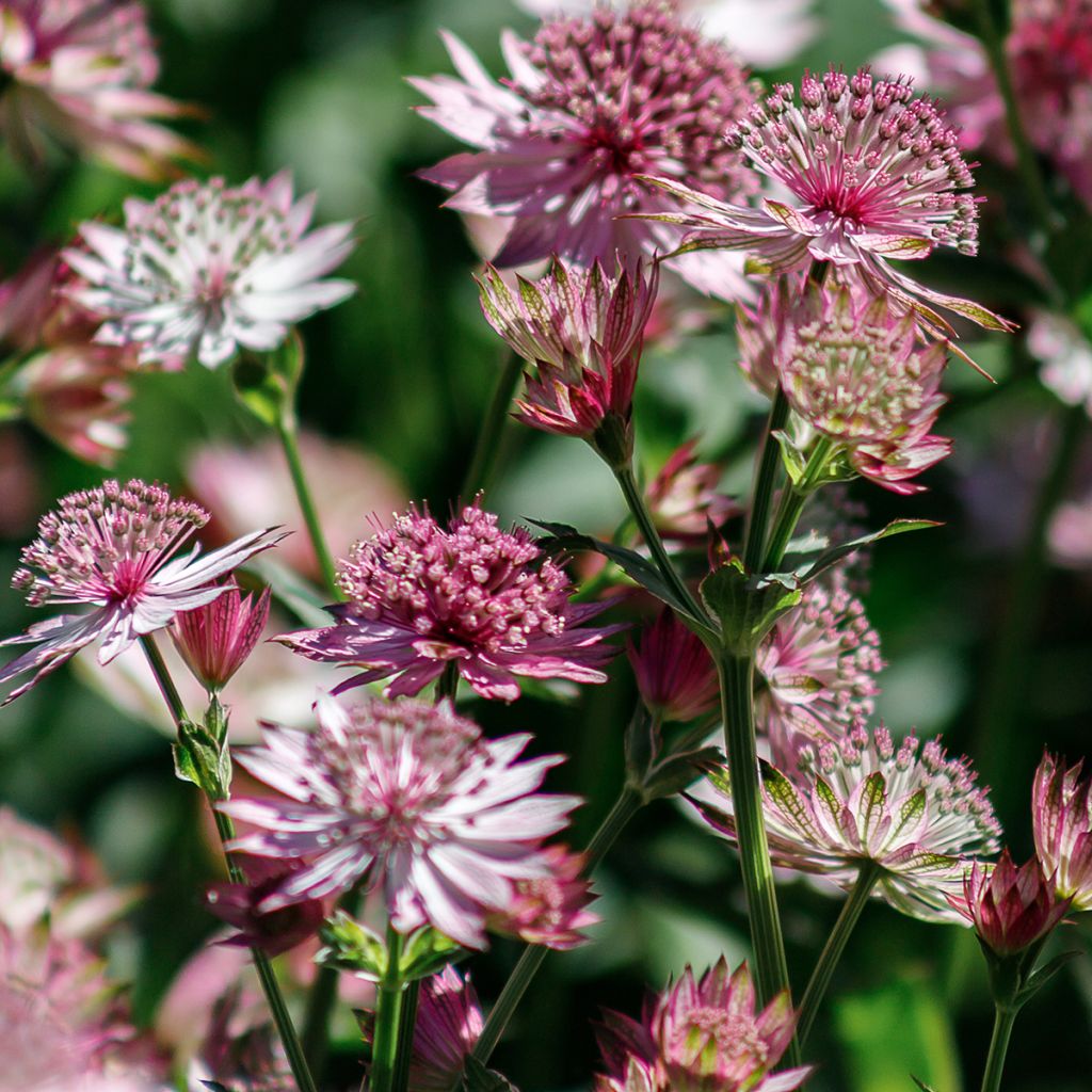 Astrantia Roma - Sterndolde