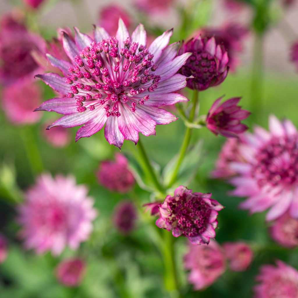 Astrantia Roma - Sterndolde