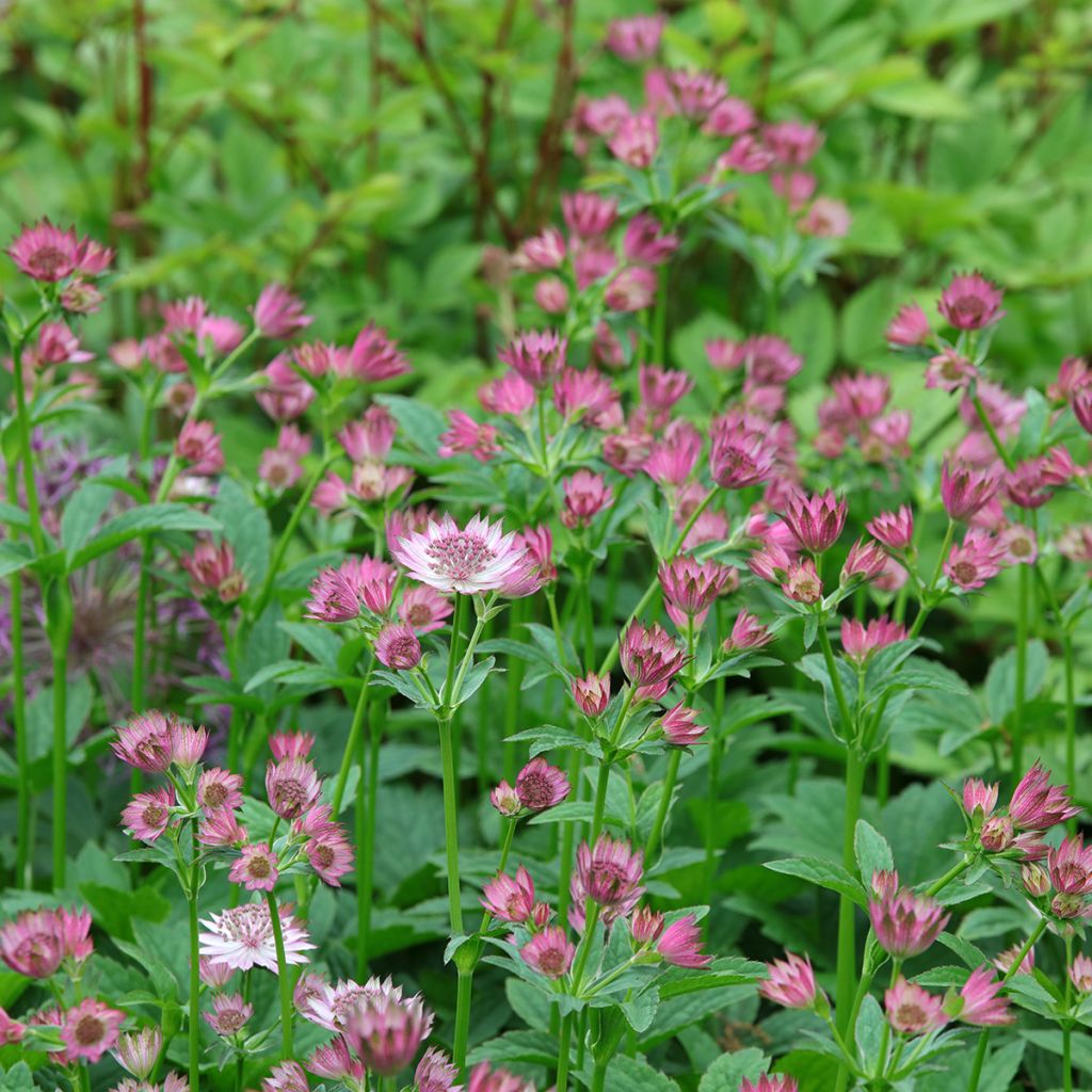 Astrantia Roma - Sterndolde