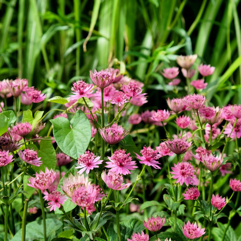 Astrantia Roma - Sterndolde